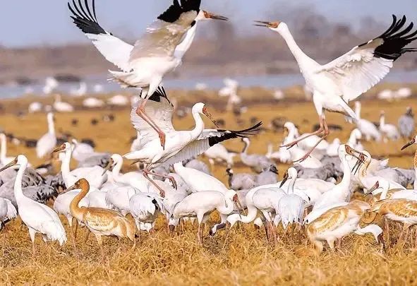 深冬时节，在位于江西省余干县康山垦殖场插旗洲分场的稻田里，成千上万只候鸟欢快地嬉戏觅食。新华社记者 万象 摄