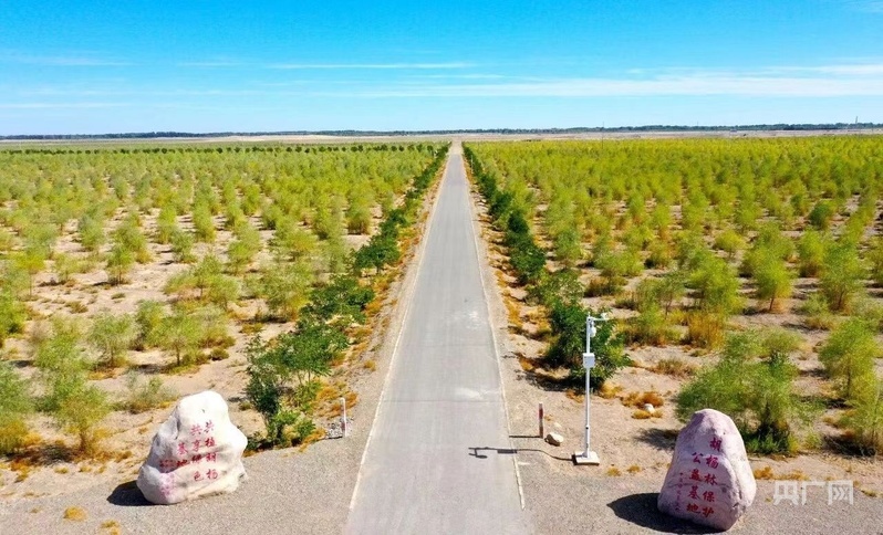 金塔城西防护林基地（央广网发　金塔县委宣传部供图）