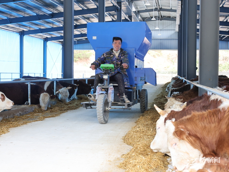 ▲返乡能人创办的肉牛养殖场，工人正在投喂肉牛。摄影|江西日报全媒体记者洪怀峰