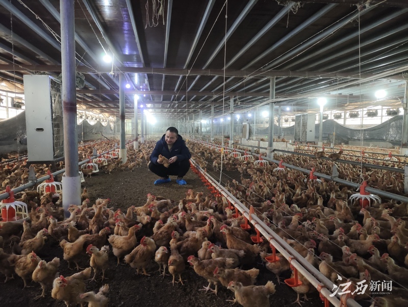 ▲返乡能人在创办的鸡场检查肉鸡长势。摄影|江西日报全媒体记者洪怀峰