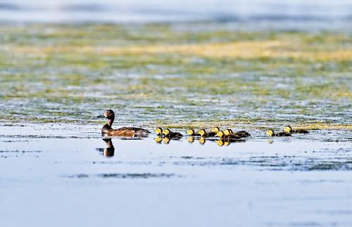 2023年7月19日,拍摄到青头潜鸭带着多只毛茸茸的小鸭在白洋淀水面游弋。张学农摄
