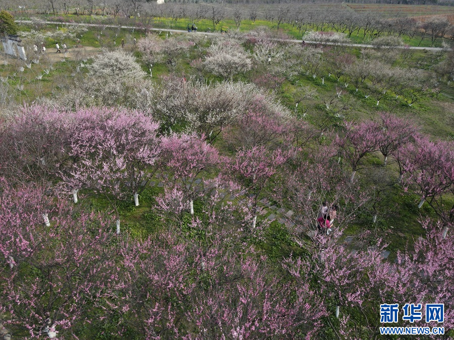南昌凤凰沟景区梅花绽放。新华网发 虞亮亮 摄