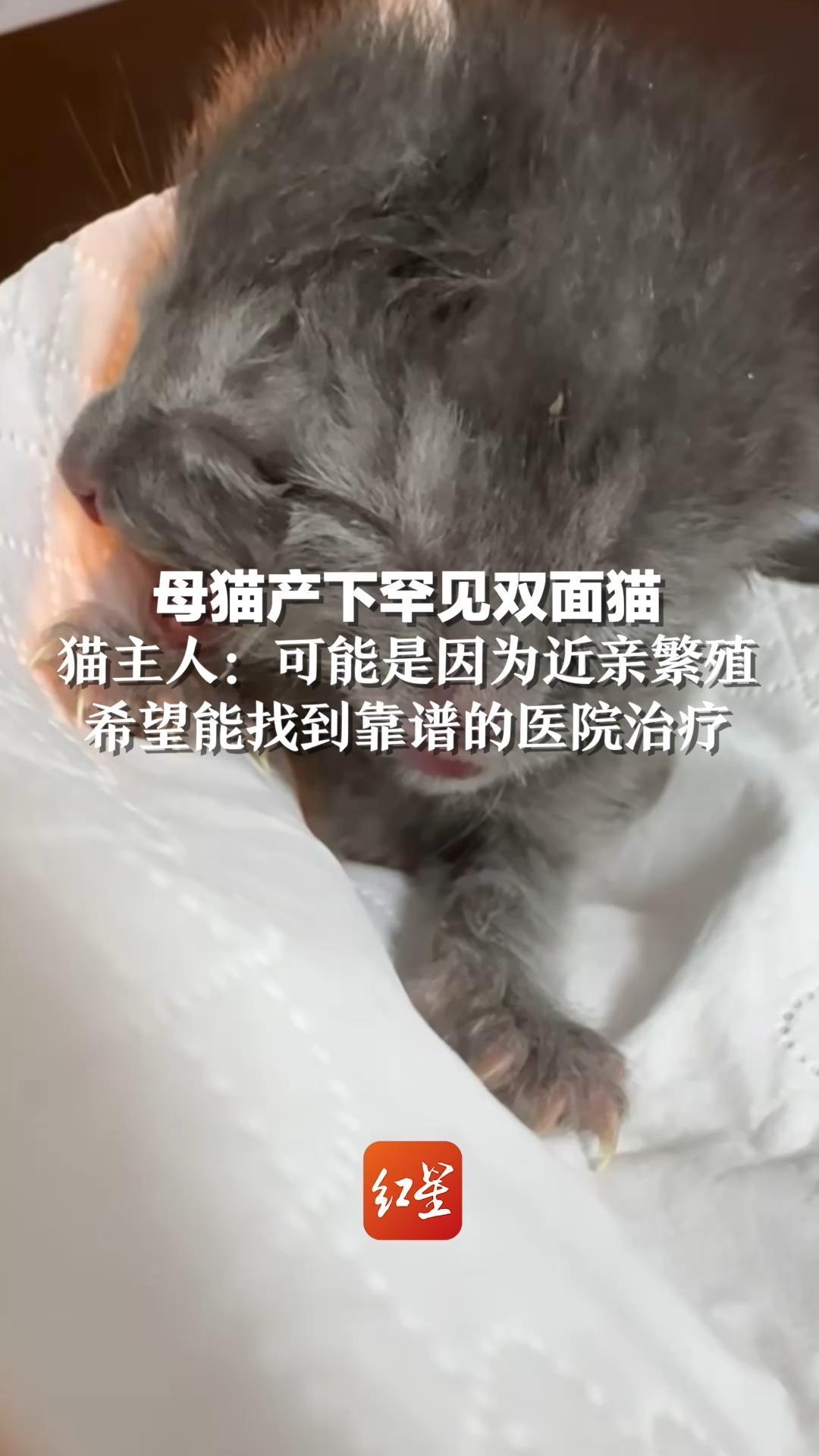 母猫产下罕见双面猫，猫主人：可能是因为近亲繁殖，希望能找到靠谱的医院治疗