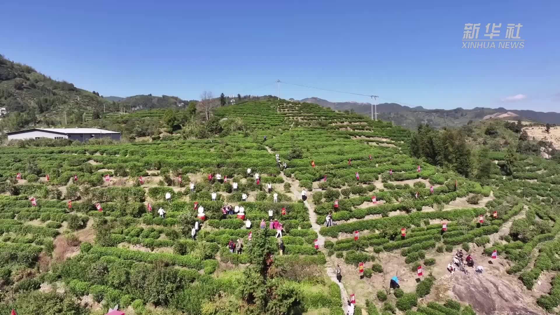 福建福安：“油茶+”探索绿色农业新路径