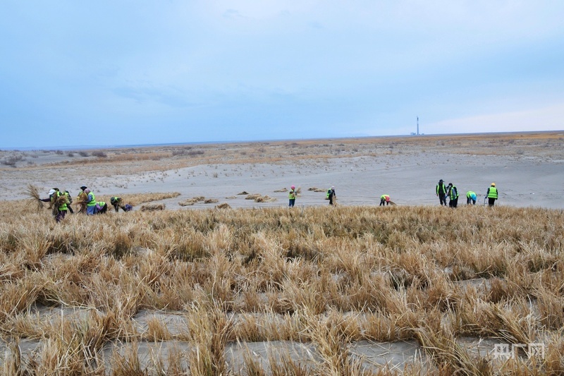 金塔县防沙治沙现场（央广网记者　李红军　摄）