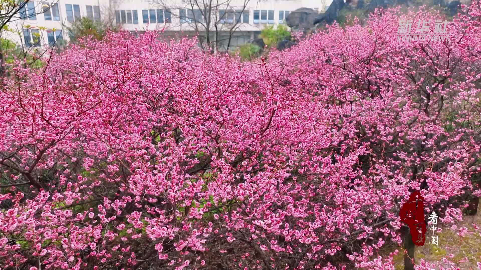 千城百县看中国｜湖南新宁：漫步梅林 暗香浮动