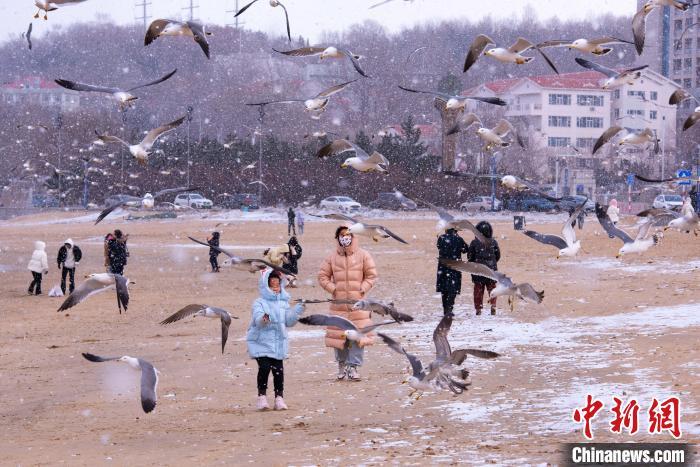 山东烟台：游客雪中赏鸥