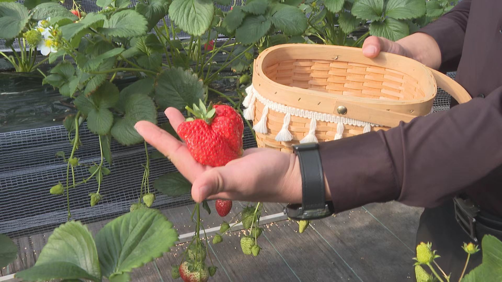 电商直播带动“绥芬河好物”加速出圈