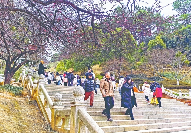江西：梅花绽放引客来（图）