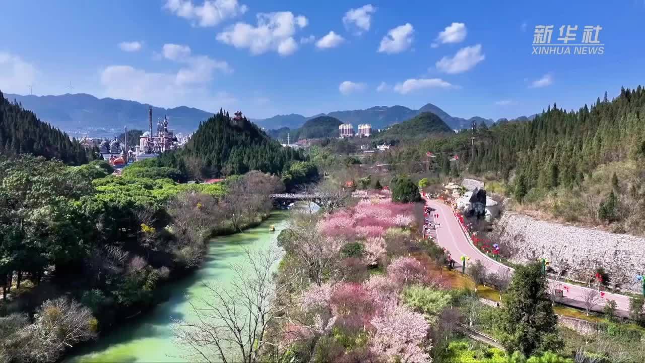 暗香扑鼻！在贵州兴义邂逅“梅”好时光