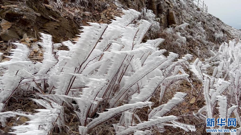 江西上犹县双溪草山筑峰顶出现雾凇景观。新华网发 王健 摄