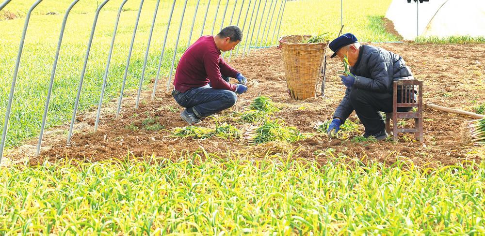 2月6日，徽县城关镇西寺村蔬菜种植基地里，农民正在采收蔬菜。连日来，当地农民抢抓农时，积极开展春播、春种、春收等农事活动，为丰产丰收打下坚实基础。新甘肃&middot;甘肃经济日报通讯员　李旭春　摄