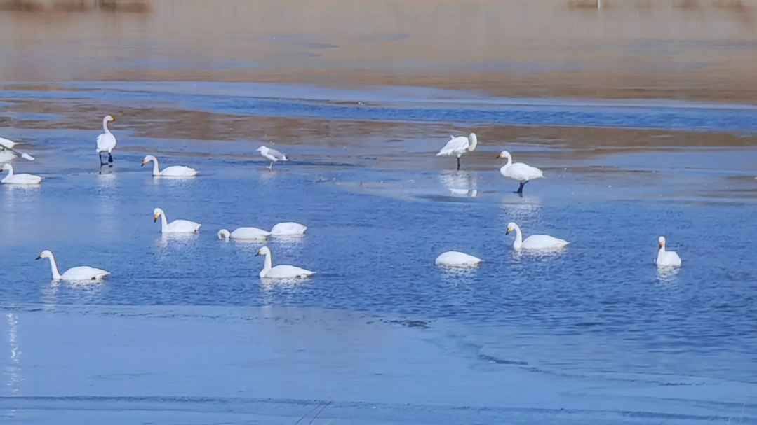 白鹭湾湿地公园内,一群“白精灵”优雅地徜徉在湖面上。张明慷 摄