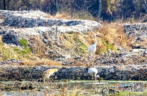 白鹤在藕田里觅食(邓福才摄影)