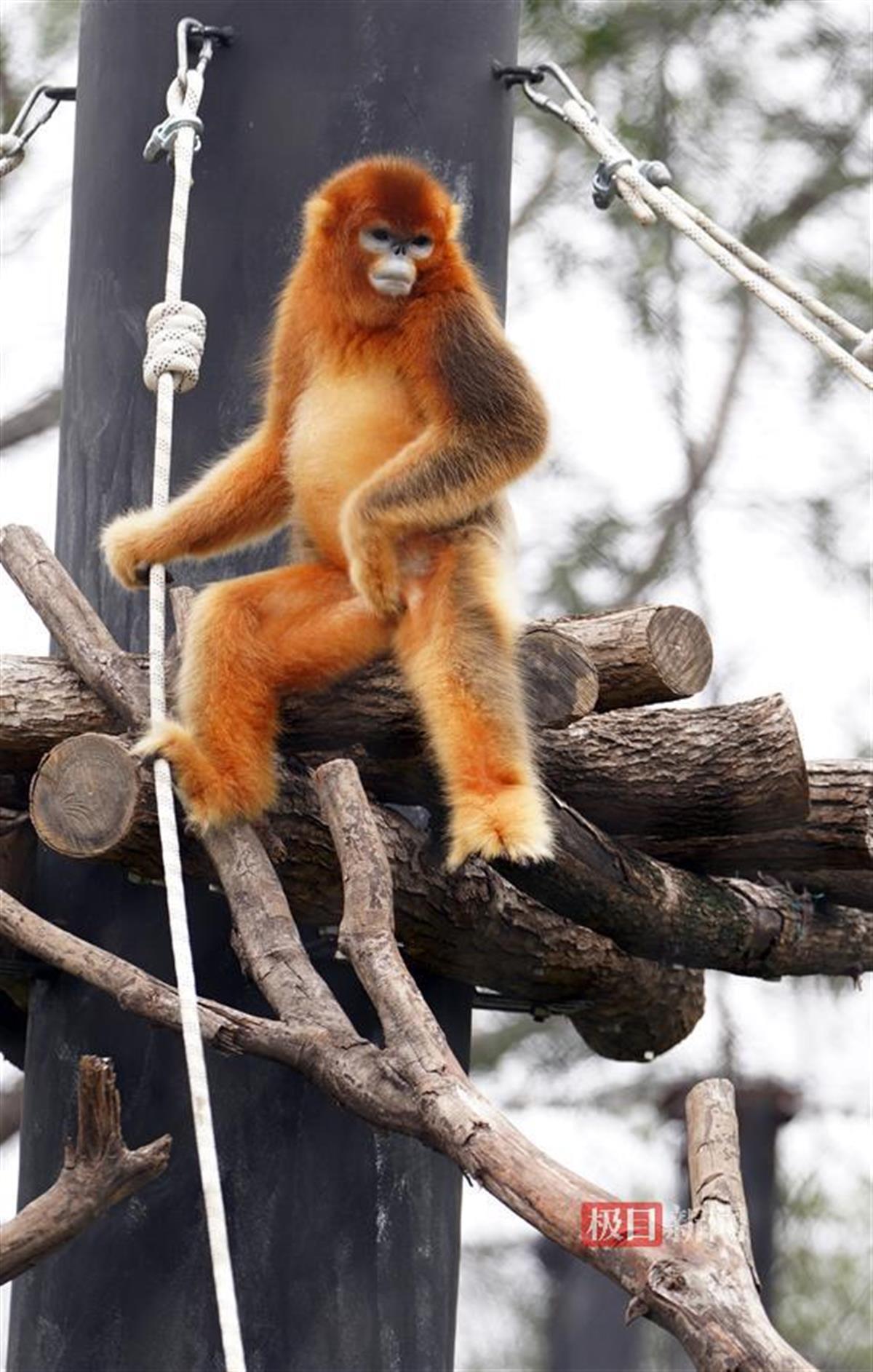 9、 极目新闻记者李辉摄.jpg