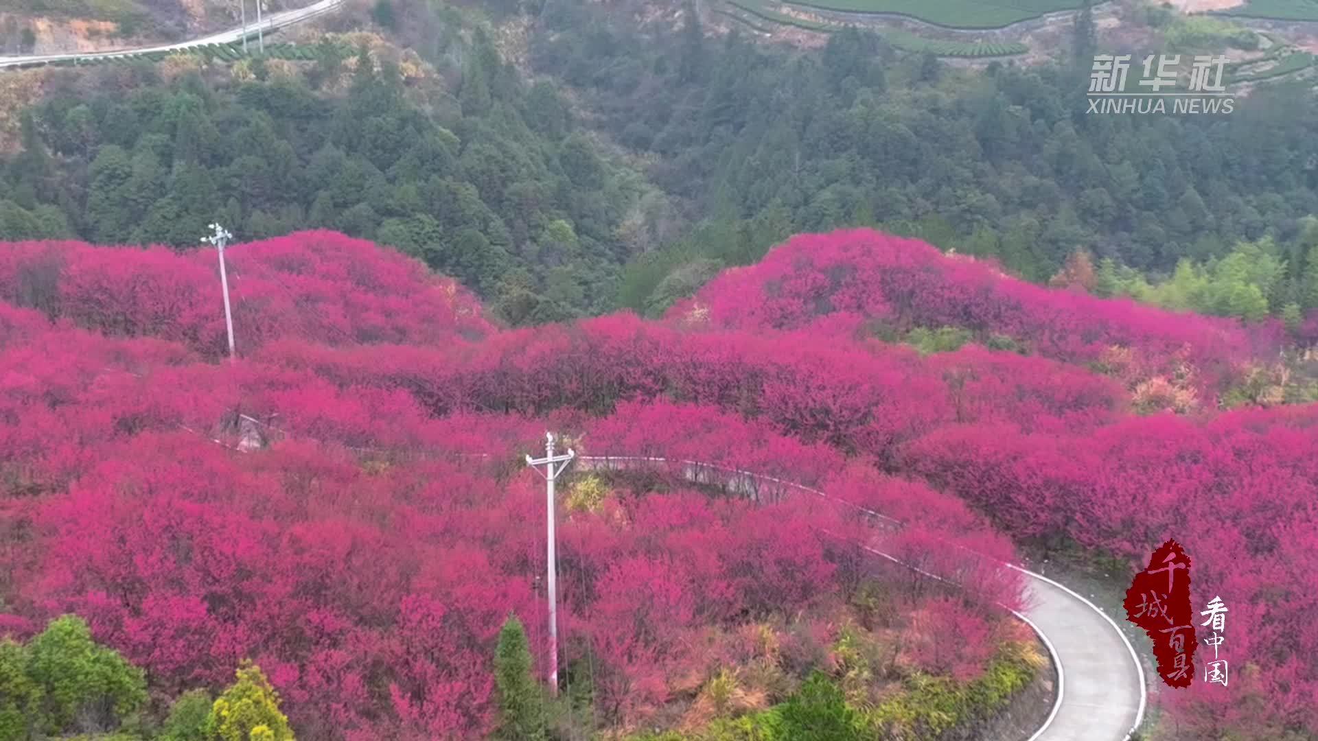 千城百县看中国｜福建寿宁：赏花踏青正当时