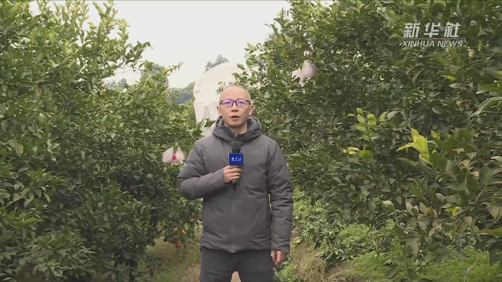 四川丹棱：在“春见”树上看见春天