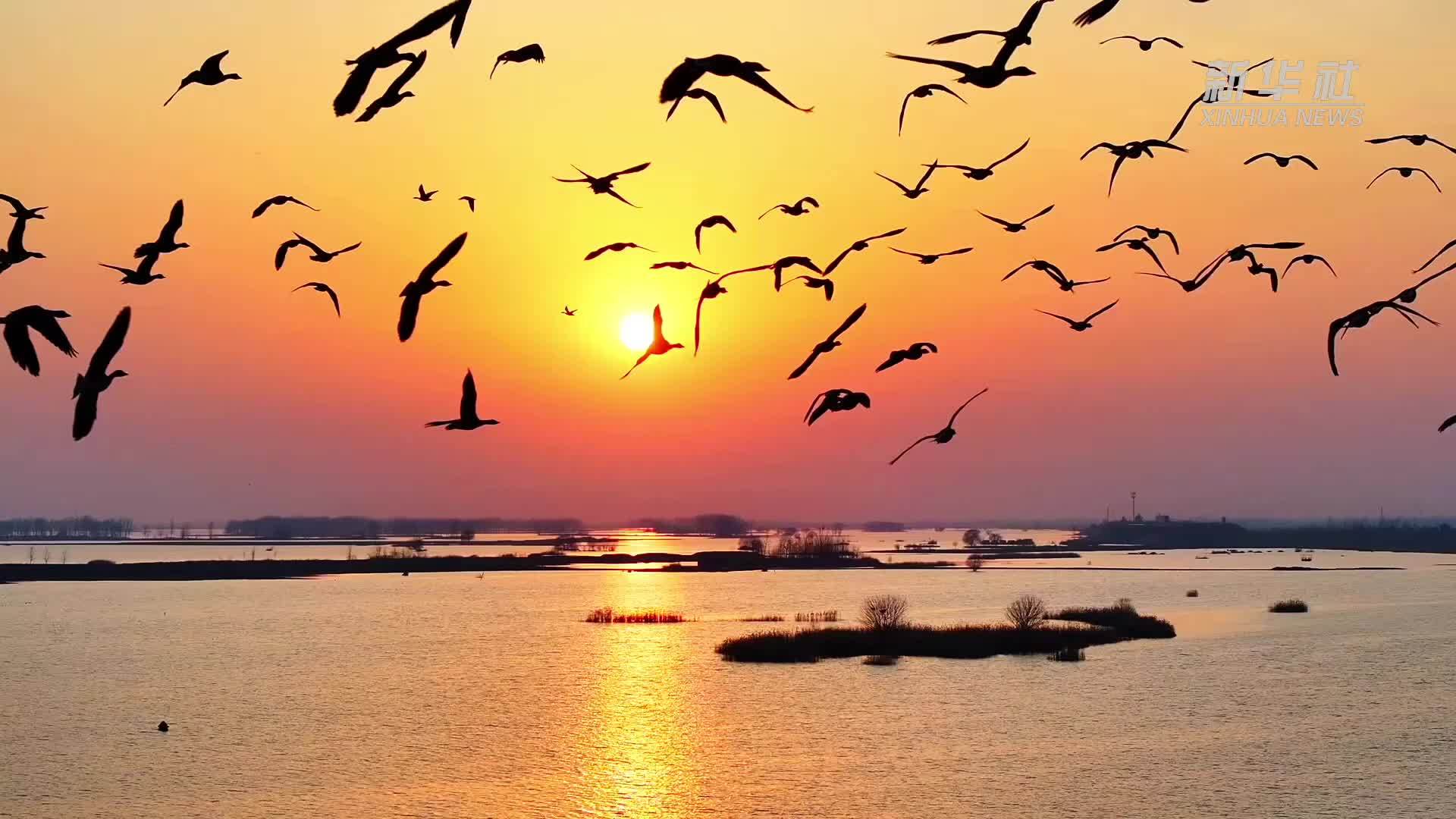 魅力山乡｜安徽颍上：落霞与群鸟齐飞