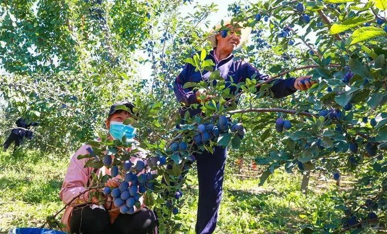 高台县三桥湾林场种植的西梅挂满枝头（高台县委宣传部供图）