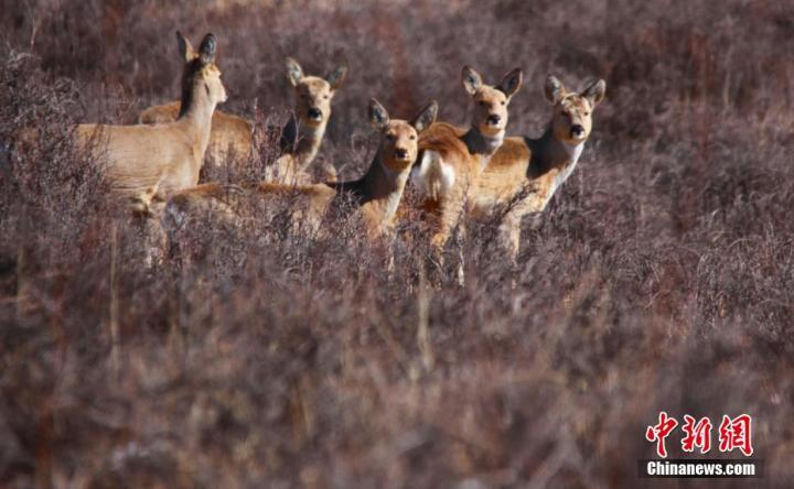图为摄影师捕捉到的狍鹿回首画面