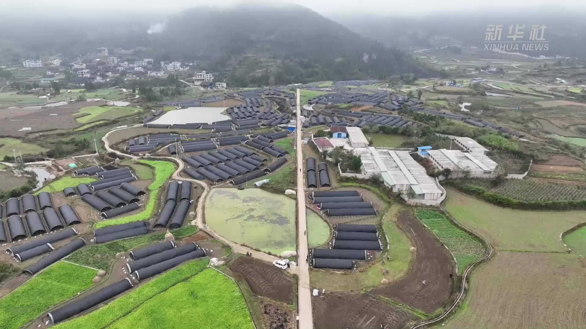 贵州丹寨：羊肚菌采收忙  特色产业助农增收