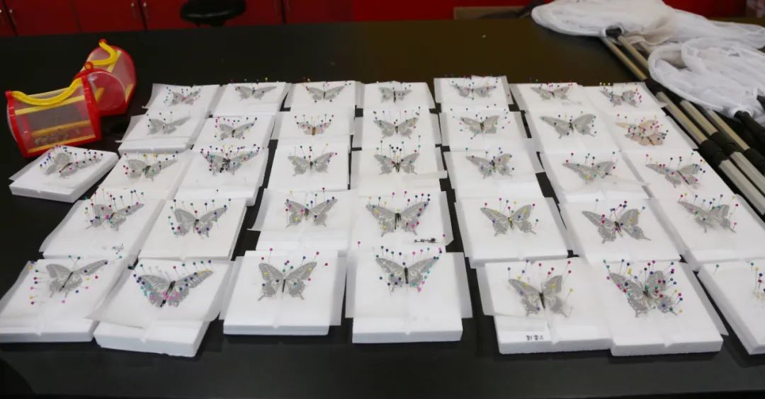 孩子们亲手制作的蝴蝶标本