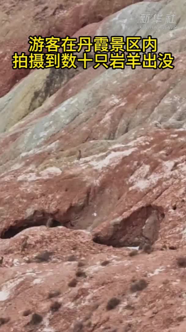 游客在丹霞景区内拍摄到数十只岩羊出没