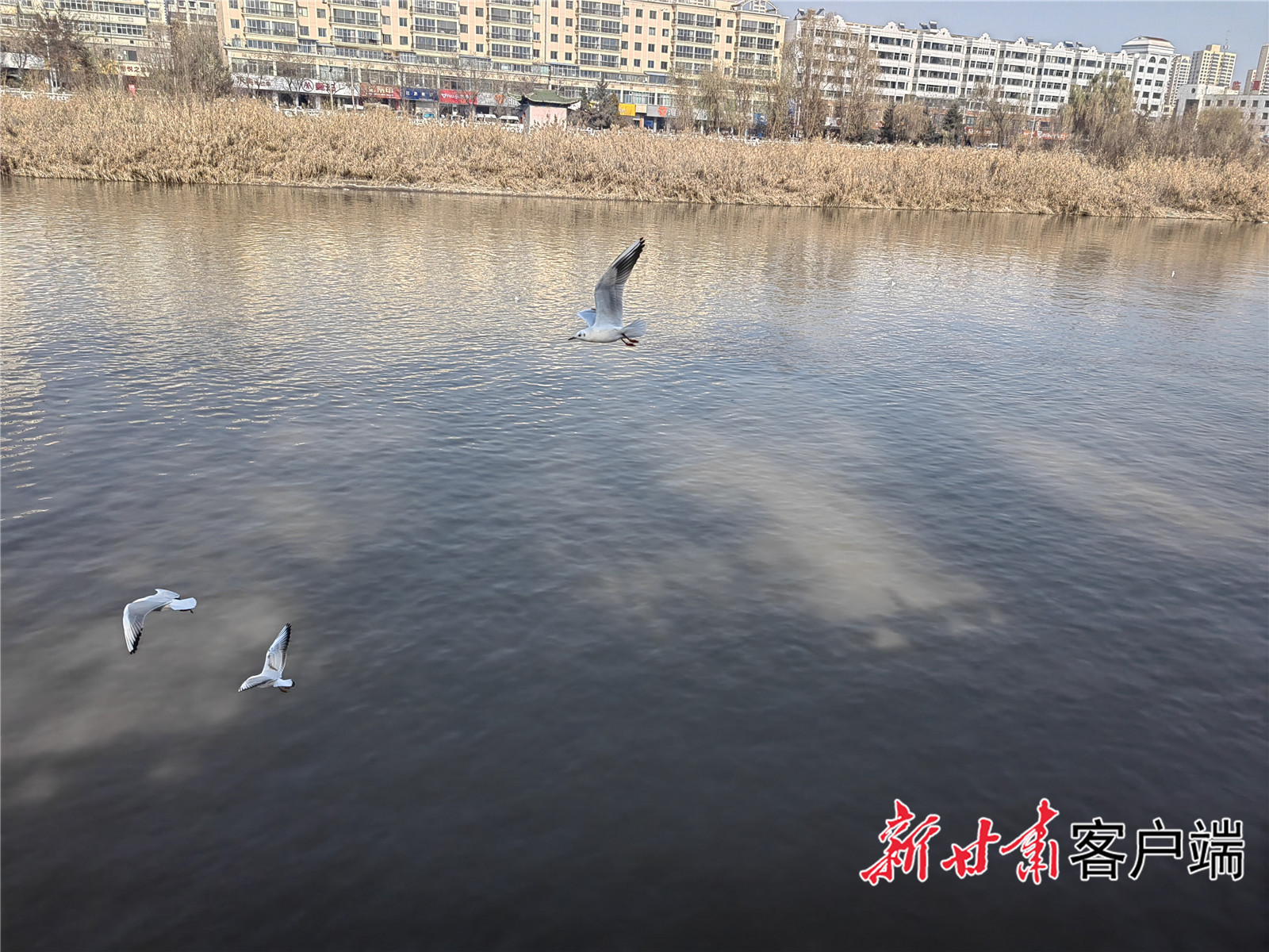 大夏河临夏州临夏市段河水清澈、飞鸟翩跹　新甘肃&middot;甘肃日报记者　王朝霞　摄