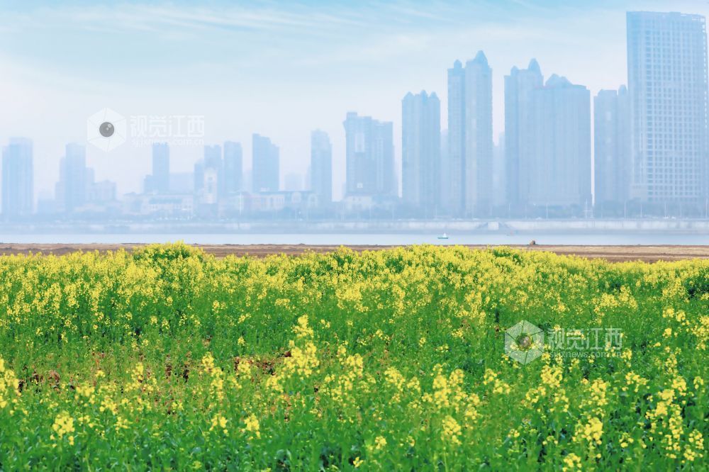 江西南昌：油菜花开春意浓