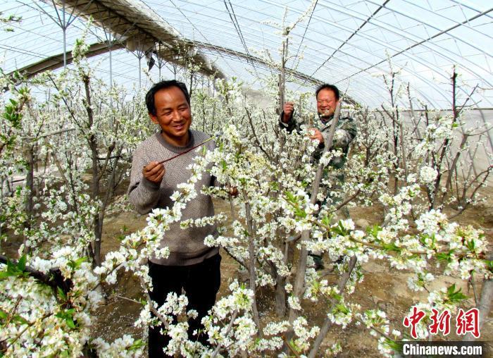 图为民勤县红旗谷现代农业产业园的温室果树花绽放枝头　马爱彬　摄