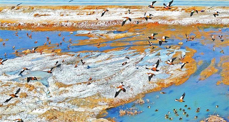 白银市景泰县滩涂湿地候鸟翔集