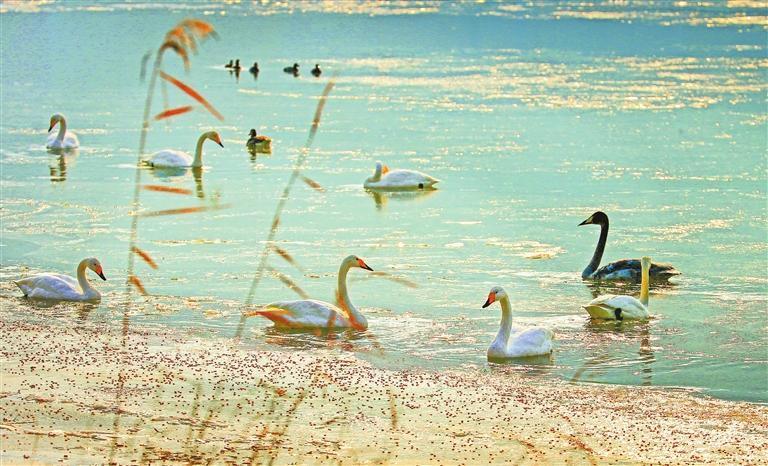 兰州市西固区三江口天鹅滩大天鹅在觅食