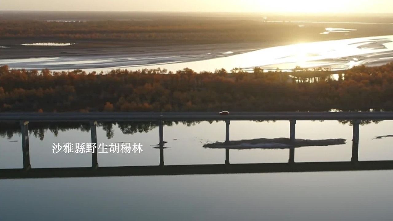 新疆沙雅县有着全世界面积最大的野生胡杨林，这里有着牧民一家人的生计