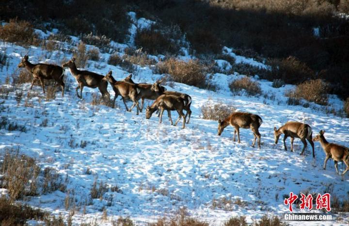 图为生机勃勃的草原