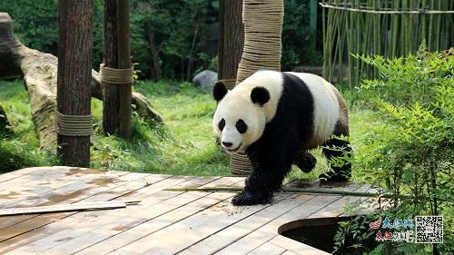 熊猫“美灵”(南昌动物园供图)