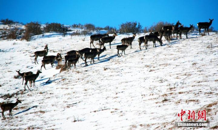 图为马鹿、狍鹿在覆雪的草原上成群出游。