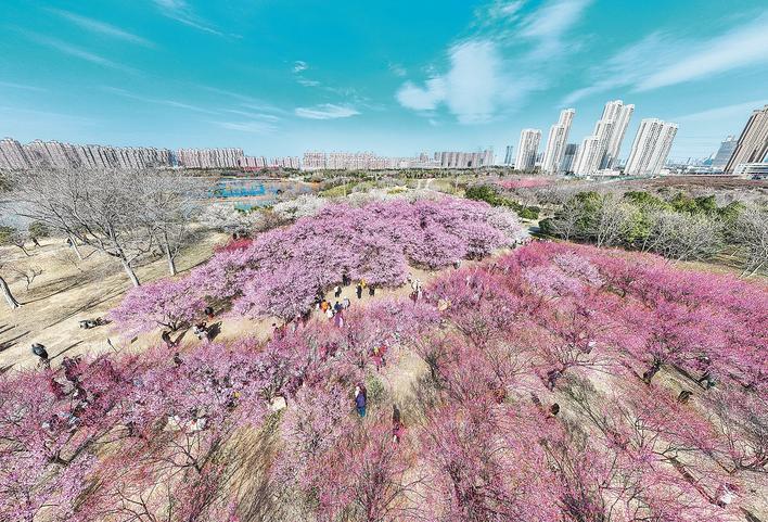 竹叶海公园，梅花竞相绽放