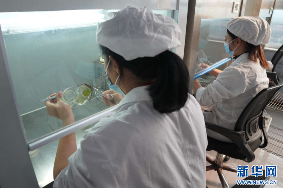 河北省邢台市内丘县一家农业科技公司的员工在接种树莓组培苗。新华网发 刘继东 摄