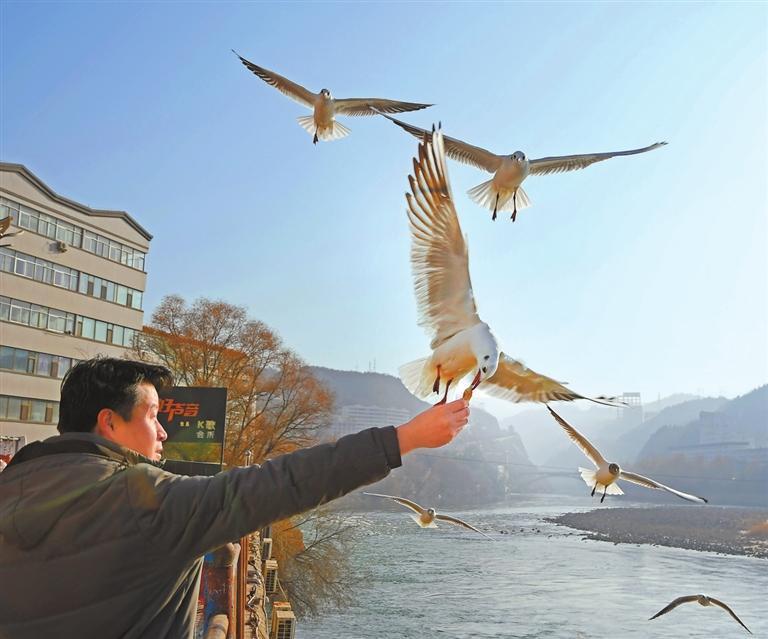 临夏州永靖县刘家峡镇黄河边，游人与红嘴鸥亲密互动。