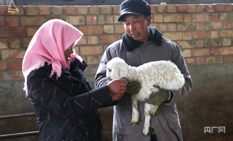毛生洲夫妇悉心照料刚出生的小羊羔（央广网发　郭海霞　摄）