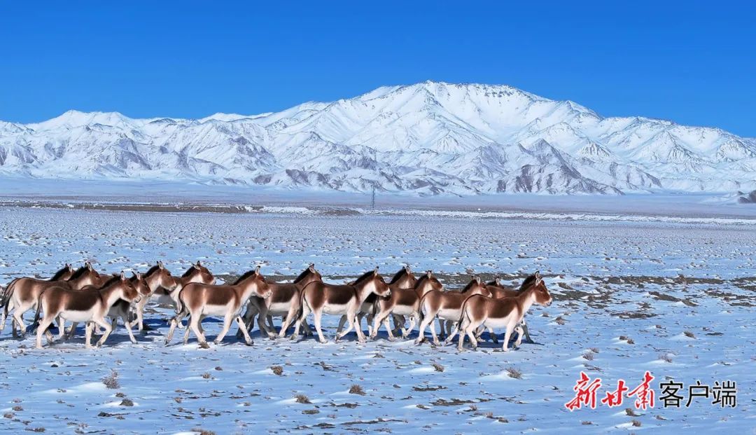 新甘肃·甘肃日报通讯员 别尔哈里 摄