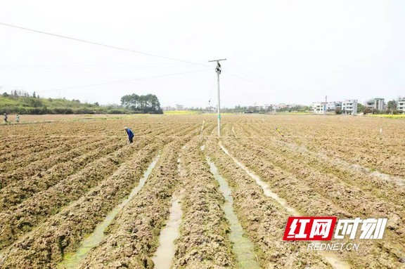 烟田翻耕起垄忙。