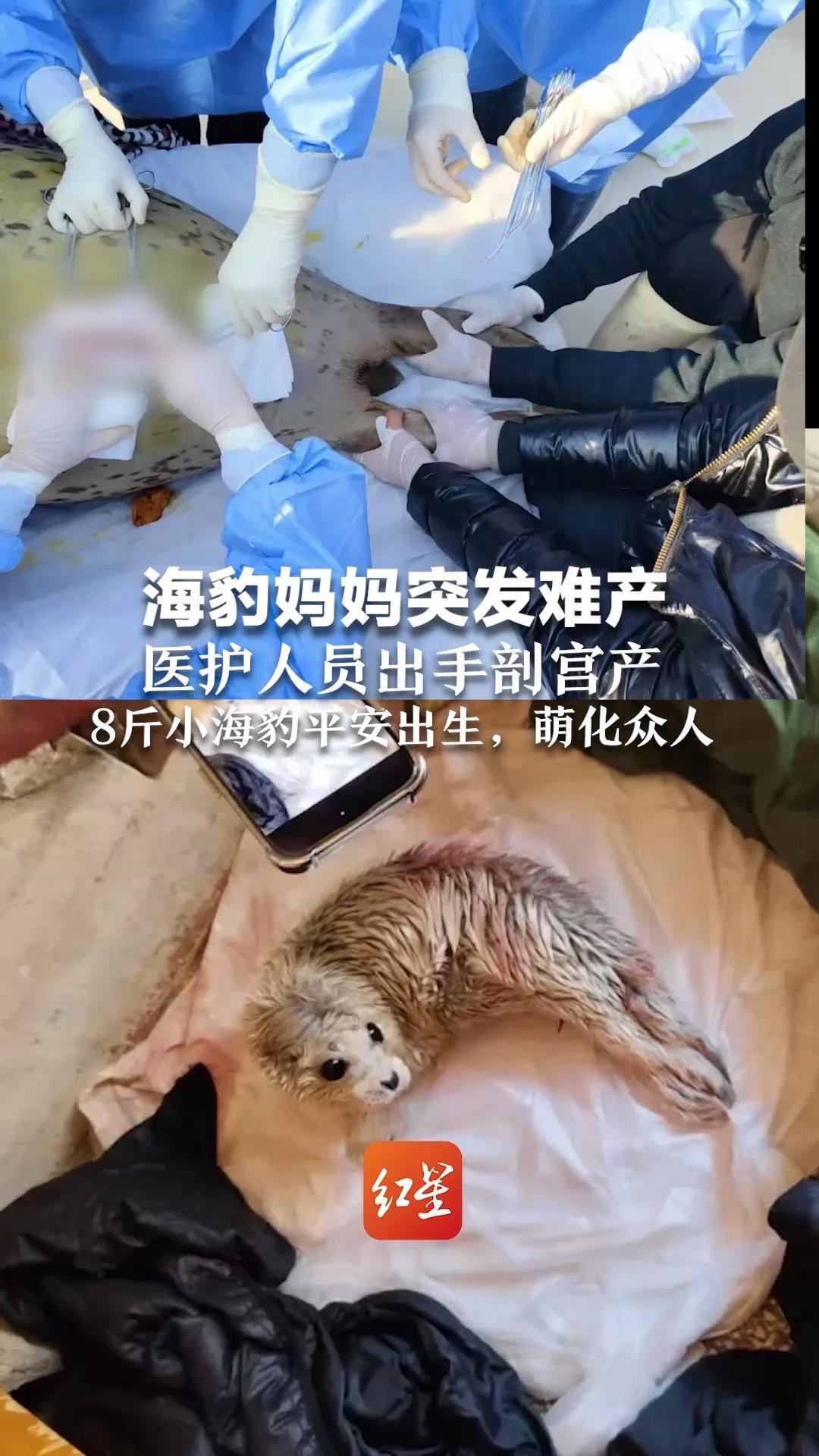 海豹妈妈突发难产 医护人员出手剖宫产  8斤小海豹平安出生，萌化众人