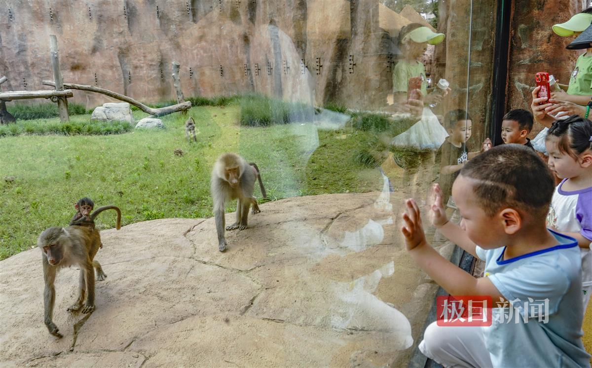 8、极目新闻记者 李辉摄.jpg