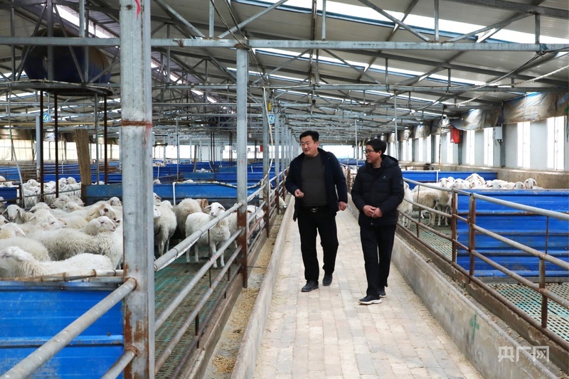 张鹏飞（左）在羊舍内查看羊只生长情况（央广网发　郭海霞　摄）