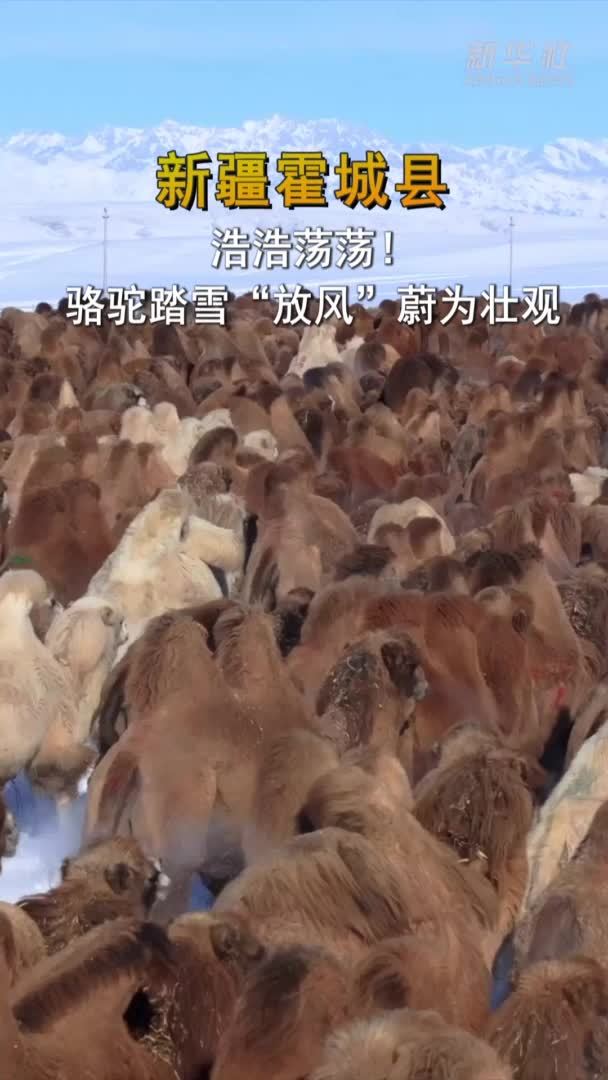 新疆霍城县：浩浩荡荡！骆驼踏雪“放风”蔚为壮观