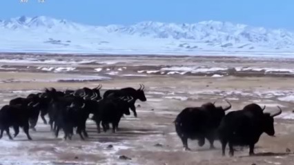 野牦牛成群结队奔跑出游　阿克塞境内草原沸腾了