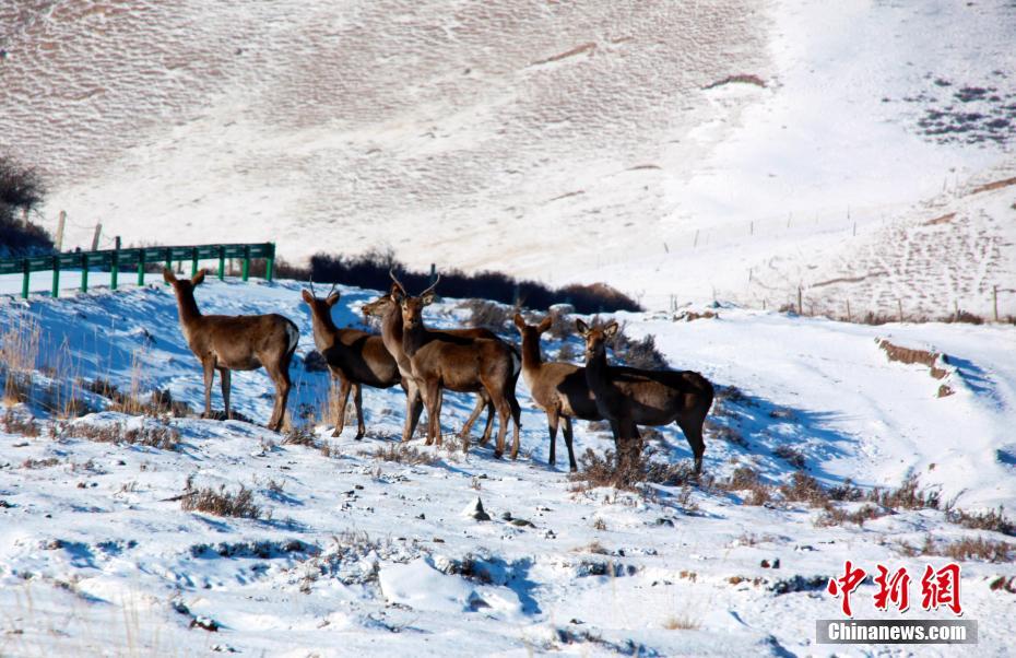 春日里，位于甘肃省武威市天祝藏族自治县境内马牙雪山脚下的抓喜秀龙草原，生机勃勃，国家二级保护动物马鹿、狍鹿时而奔跑，时而跳跃，成群结队“出游”，与覆雪的草地相映成趣，构成了一幅美丽的生态画卷。牛继荣　摄