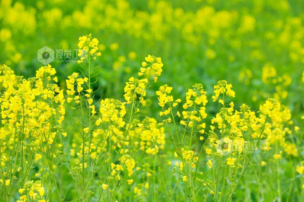 江西南昌：油菜花开春意浓