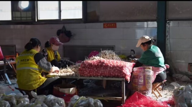 七朵集团携手智慧农业仓储物流升级,共赴农业现代化征程